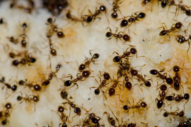 Ants could provide the key to cutting fleet emissions in cities ...